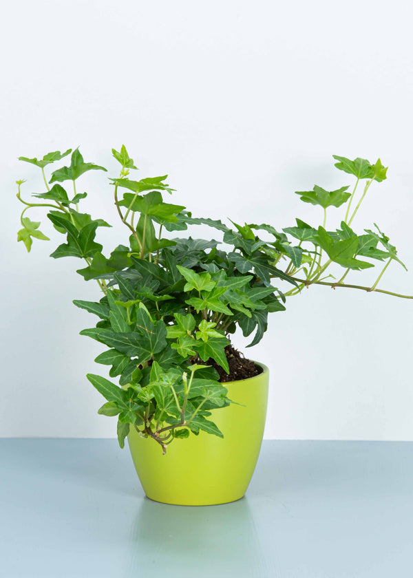 Ivy Garland | Faux Ivy Foliage | Ivy Decorations Pretty Little Party Shop