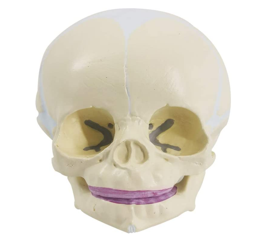 Understanding the Anatomy of the Human Skull: A Comprehensive Guide.