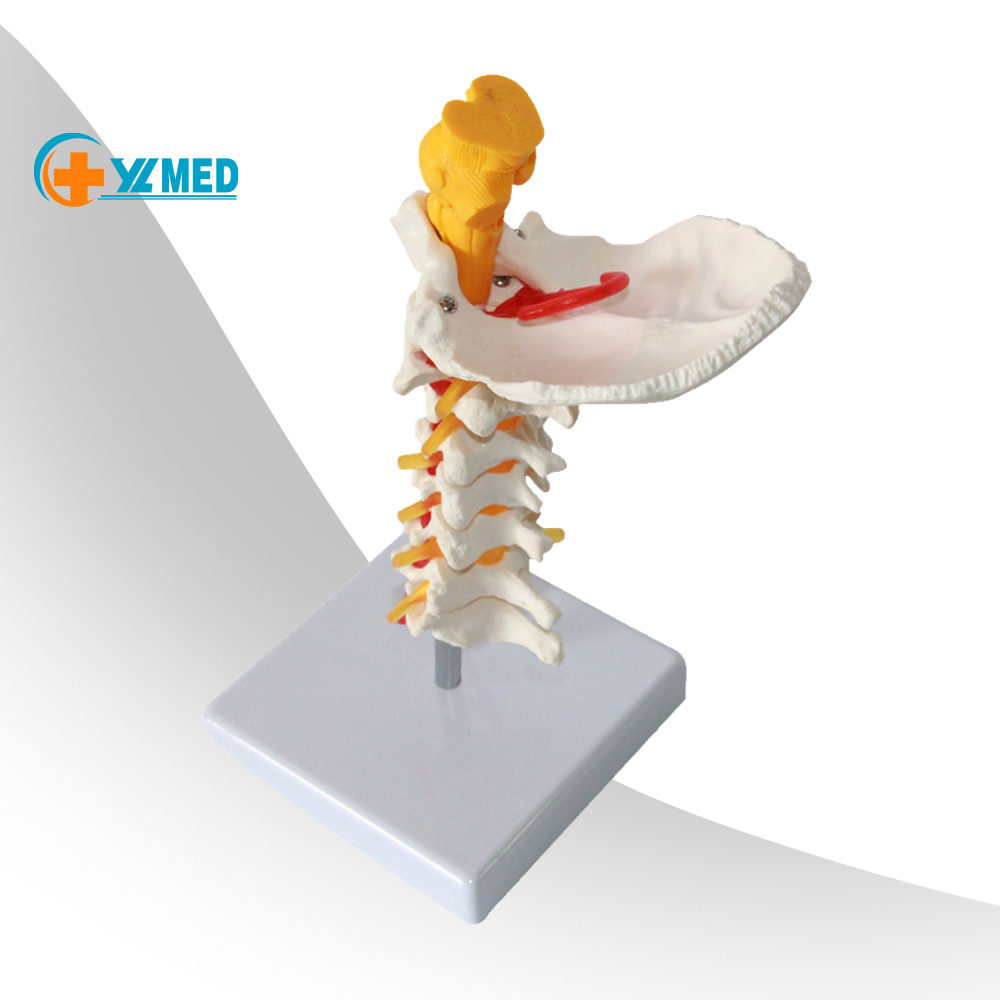 Occipital Bone: Anatomy, Function, and Treatment
