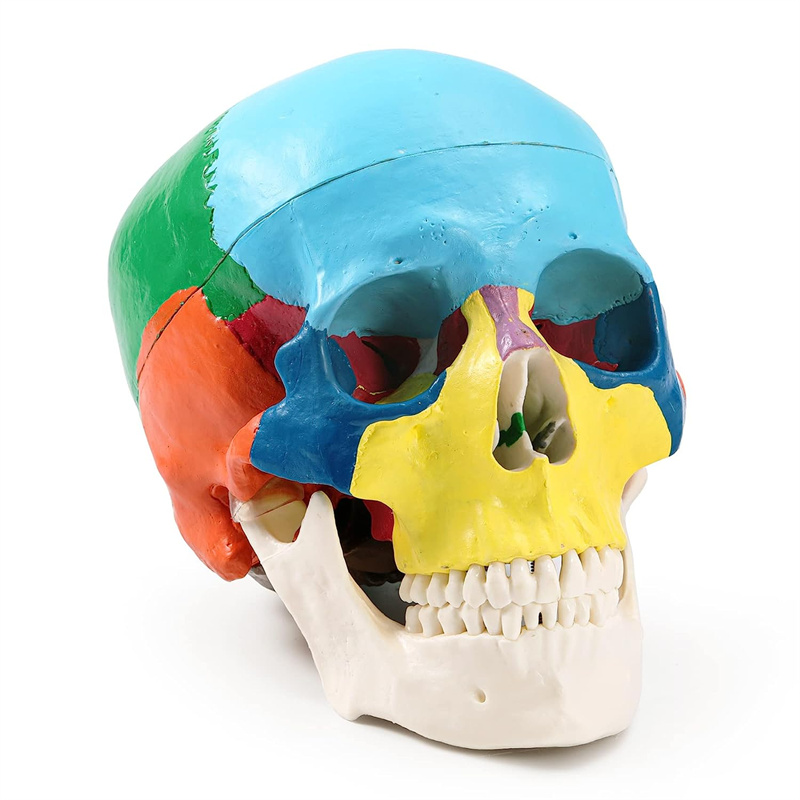  Human Color skull Model Three-part anatomy Skull model Life-size