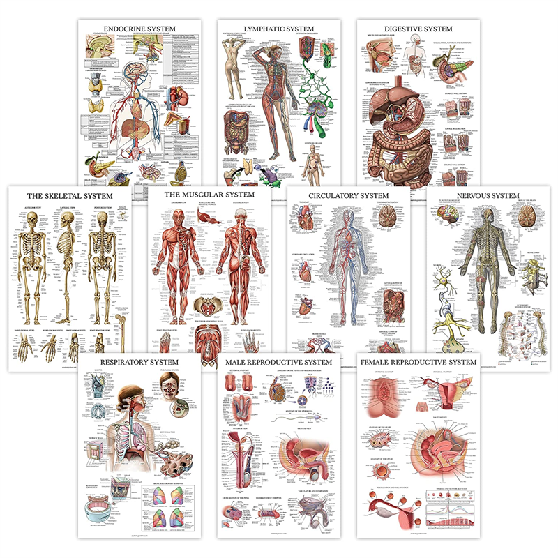 Discover the latest Larynx Model for medical education and research