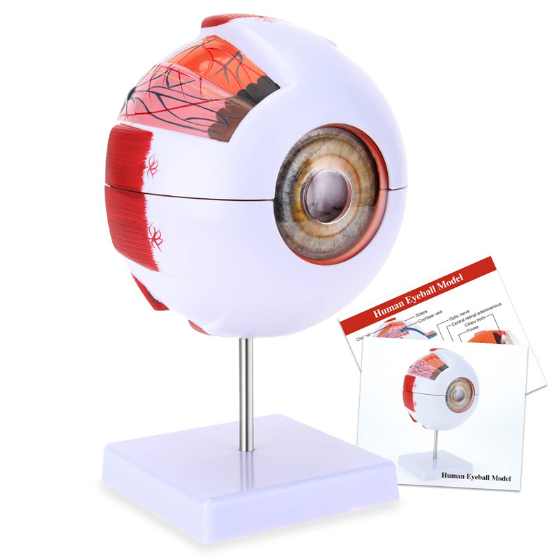  Medical teaching 6x adult eye anatomy model