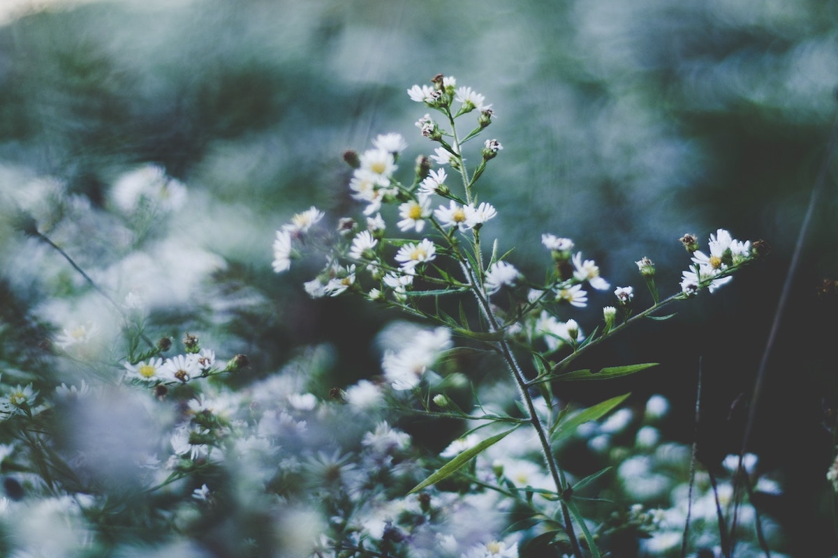 Organic Chamomile Extract Freshly Made from Hand-Harvested Flowers in Southern Oregon