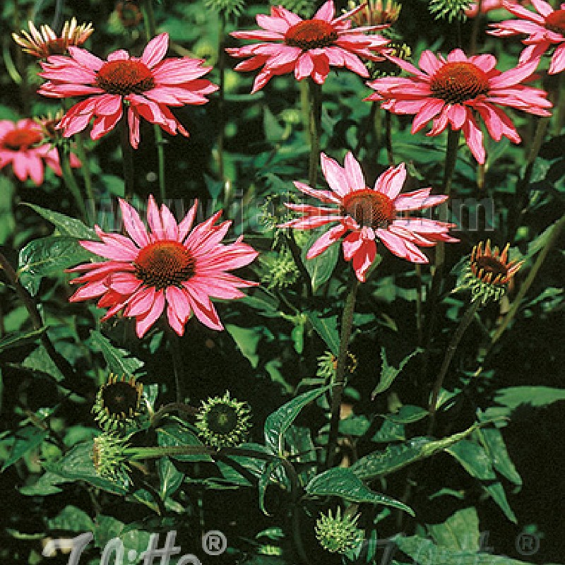 Organic Echinacea Purpurea Extract: Polyphenol & Chicoric Acid by HPLC with Concentrated Extract