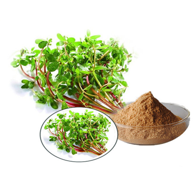 Bacopa monnieri Extract    Saponins 20% Test by UV