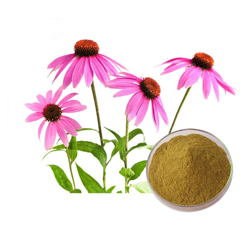 Echinacea Purpurea Extract    Echinacea Extract 4% Polyphenols,4%Cichoric Acid 