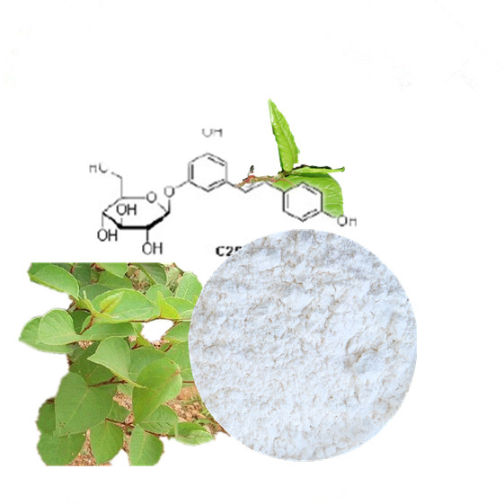 Polydatin  Extract from Knotweed Root,98% Polydatin Test by HPLC