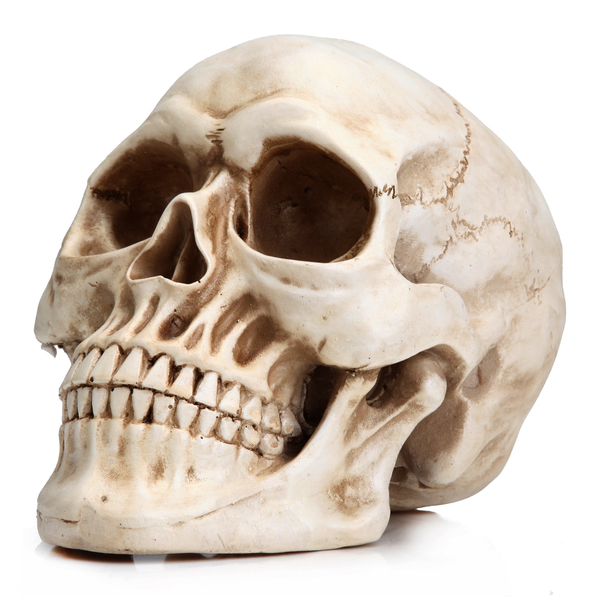 Halloween Human Skull Model 1:1 Replica Realistic Skull Head Bone Model