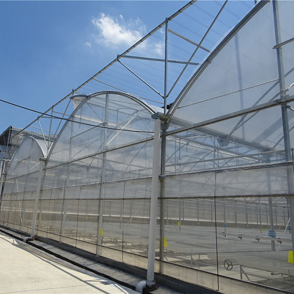 Discover the Benefits of a Spacious 4x2 Polytunnel