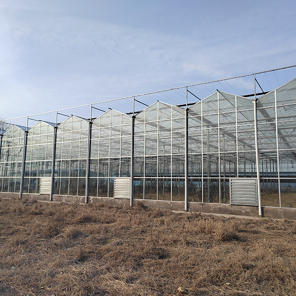 6m / 8m / customized High quality steel structure High Quality Garden Greenhouse