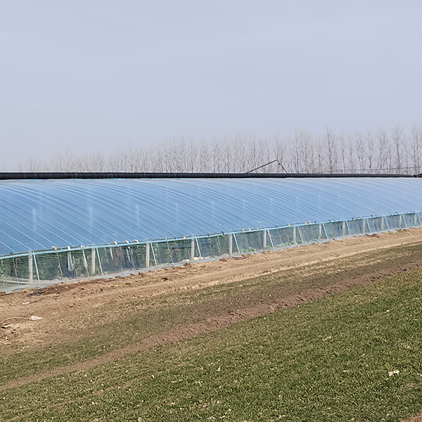 Durable and Resilient Greenhouse Glass: Toughened for Long-lasting Performance