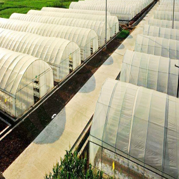 Greenhouses for Sale: Find the Perfect Poly Greenhouse for Your Needs