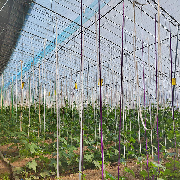 Cost Single-span Agricultural Greenhouses