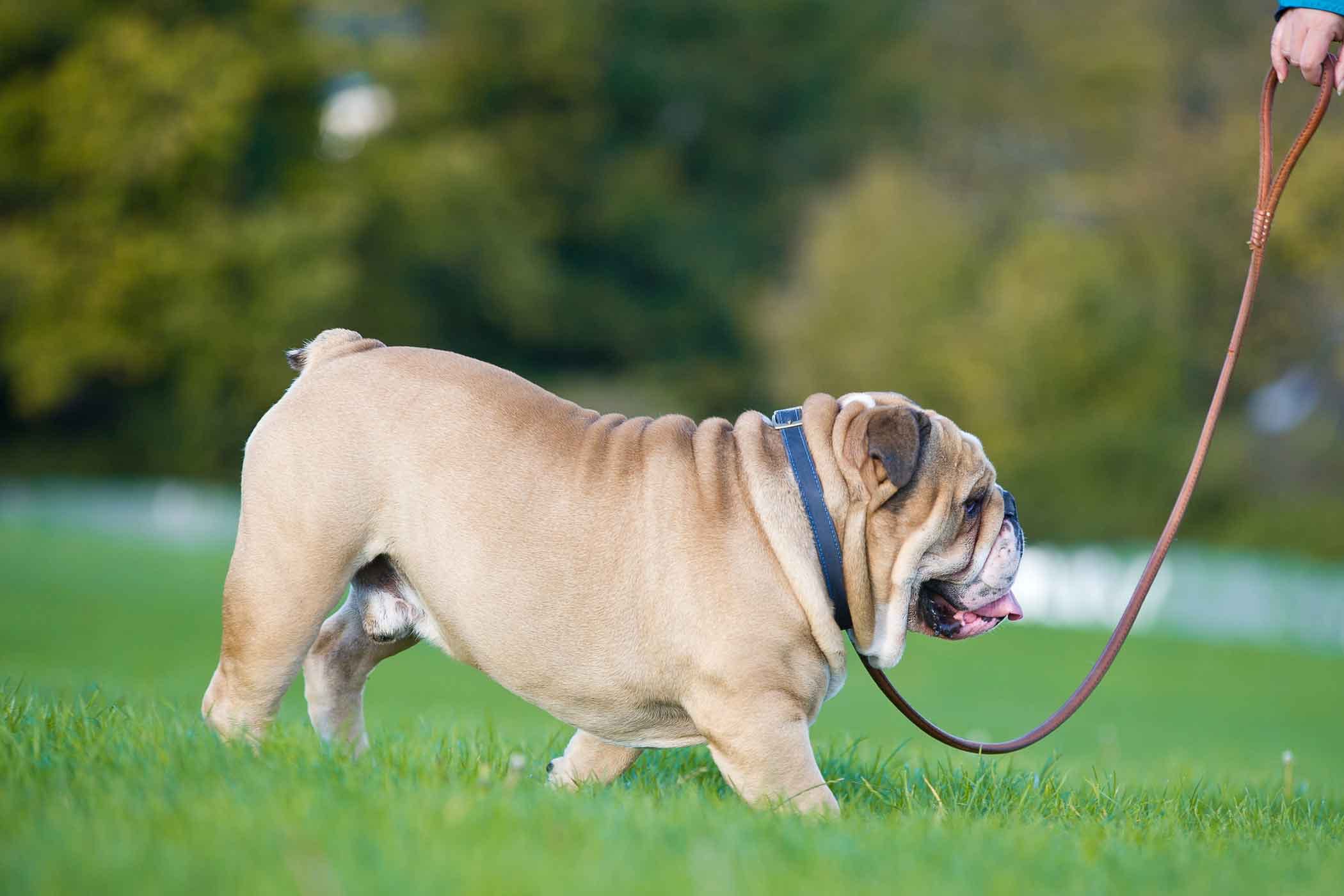 Easy Guide to Installing a Dog Leash on Your Car