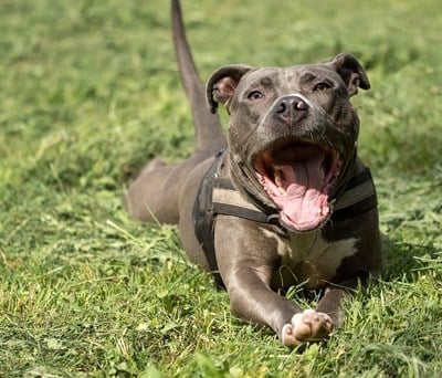 Adopted Pit Bull Terrier Mix Dog in Chicago, IL