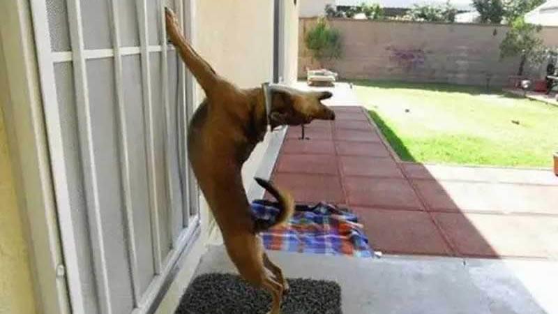 coffee mug Archives - Wide Open Pets