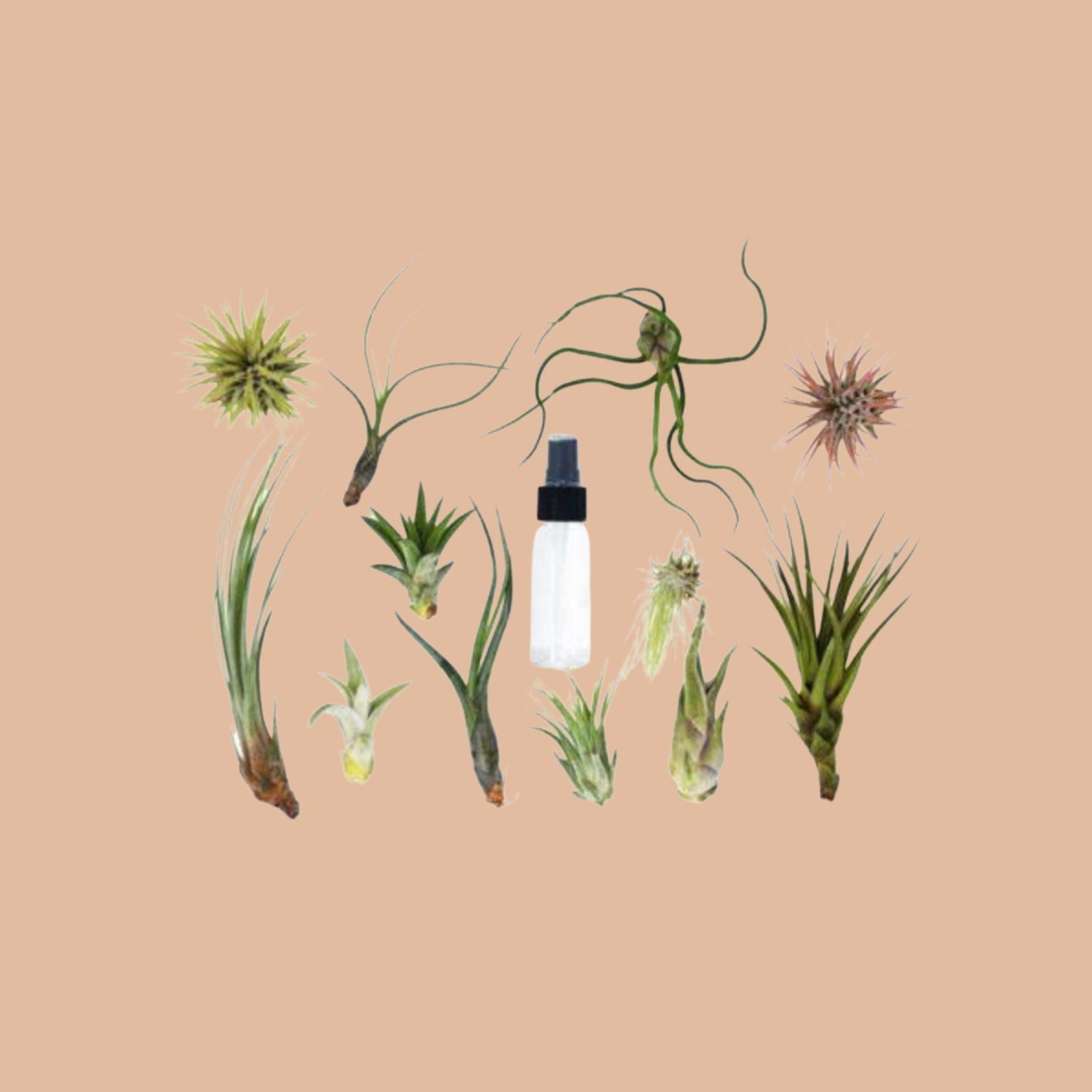 Shop for your Spray bottle - Plant care for Beginners