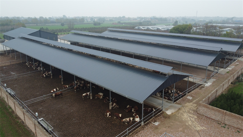 Steel Structure Cow House Shed Used At Agriculture Industry