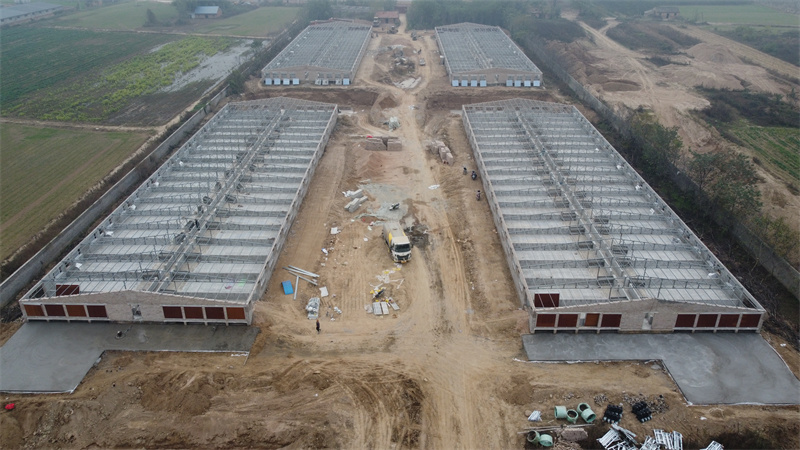 Steel Structure Pig House For Pig Feeding Farm 