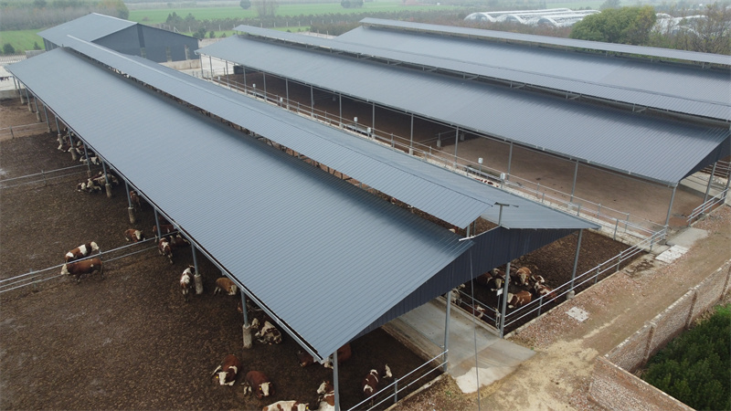 Steel Structure Cow House Shed Used At Agriculture Industry