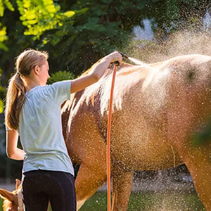 Bathing Horses