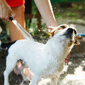 Washing Dogs