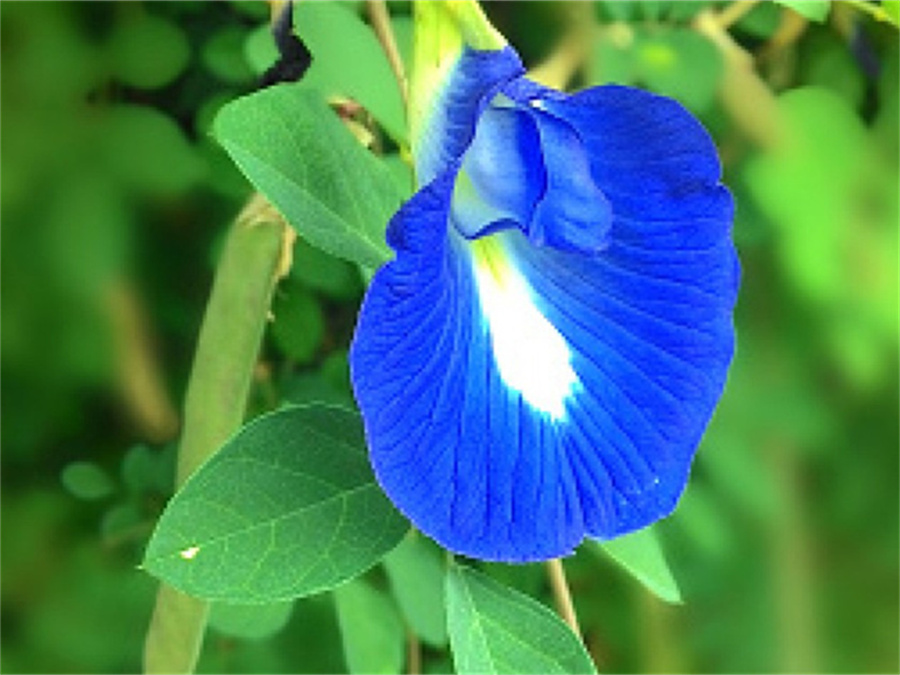 100% Pure Butterfly Pea Powder