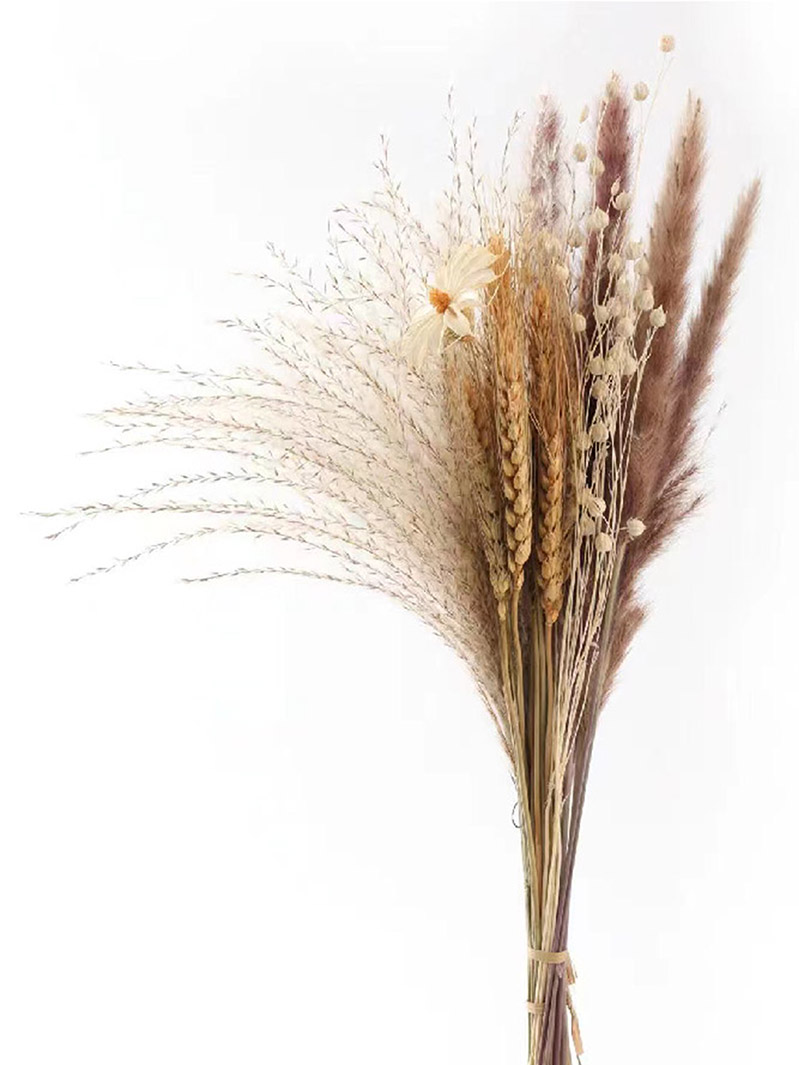 Pampas Grass Decor Real Pampas Grass Room Decor Decorations for Home. Pompas Grass for Wedding Decor