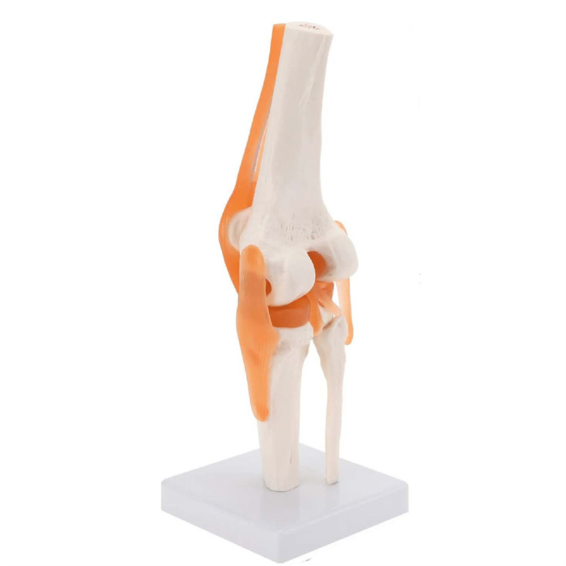 An anatomical medical model of a human knee and ligaments