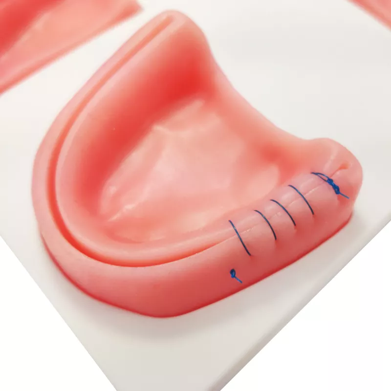 Bionic oral medicine gingival multifunctional suture pad