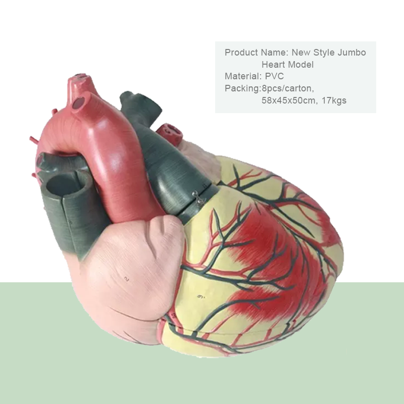 Medical science Advanced Medical Supplies Human Teaching resources educational Heart Anatomical Model For Medical School