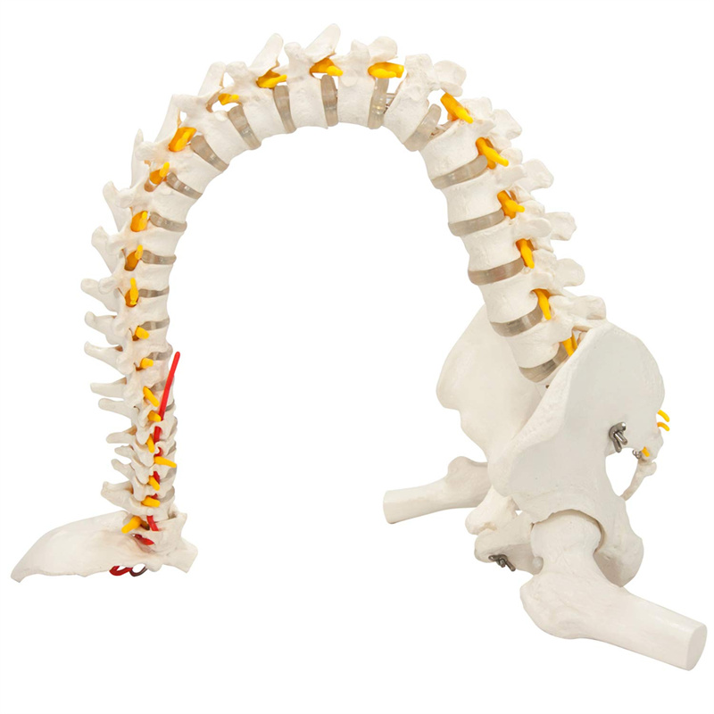 Life-size flexible model of human spine with femoral head