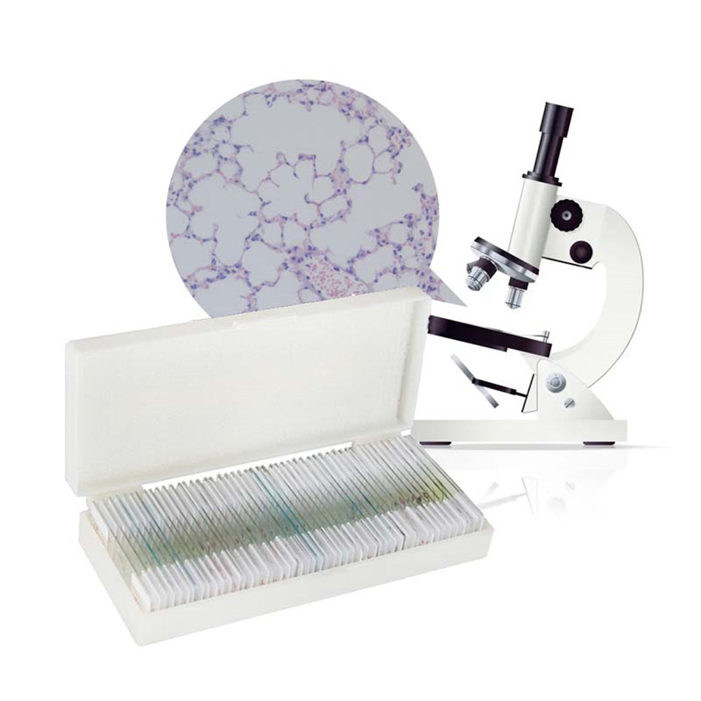 25pcs prepared microscope slides for general middle school students medical Teaching equipment 