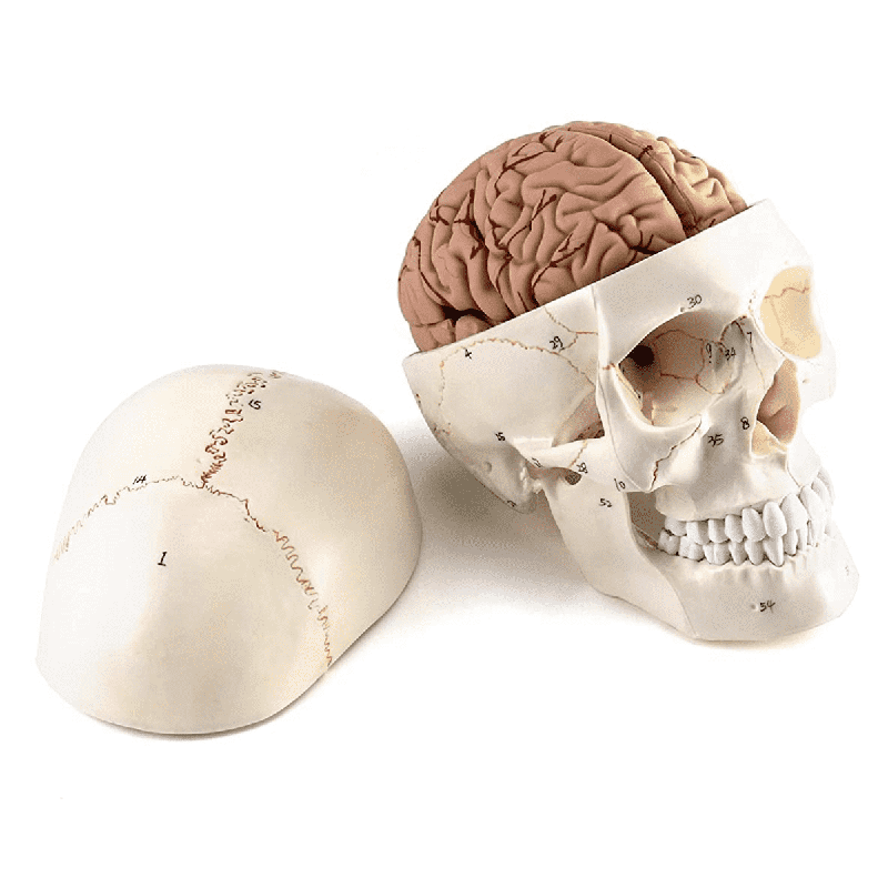 Anatomical models of the human skull and brain for medical teaching