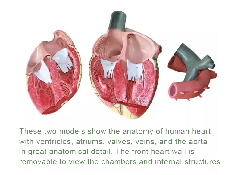 心脏解剖模型7