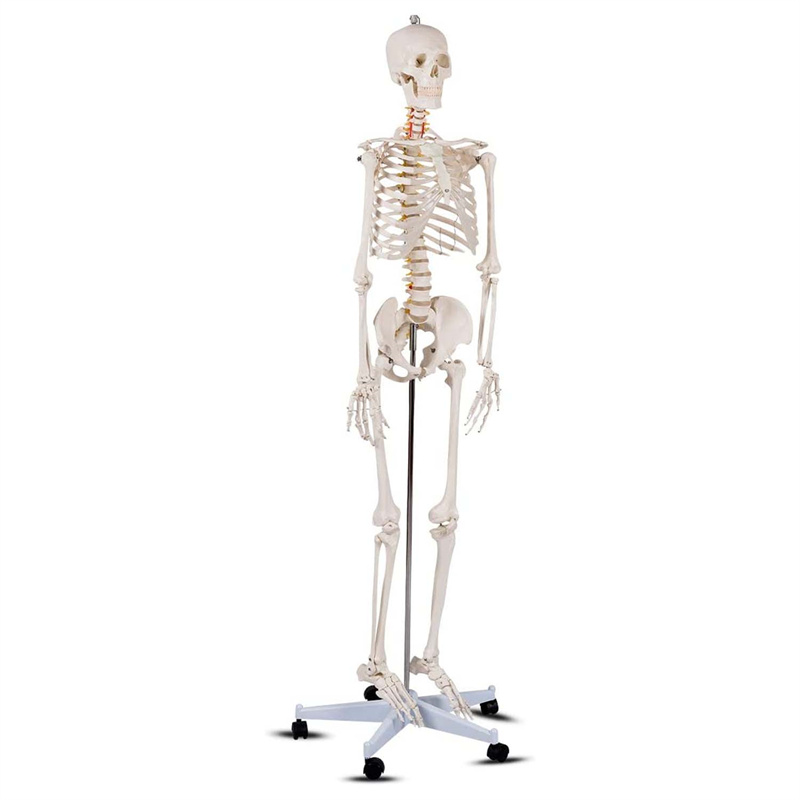 A 180cm white human skeleton model that teaches physician-patient communication