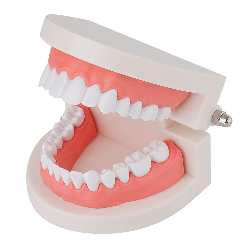 Standard tooth brushing model Display demonstration tooth model