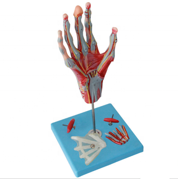 anatomical hand model teaching equipment models human hand muscles  and blood vessels model