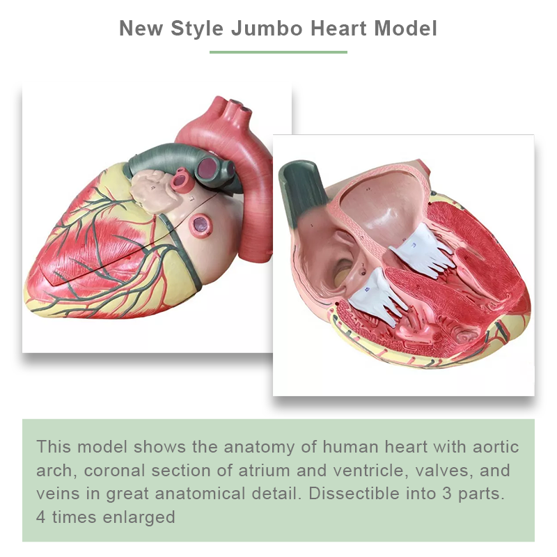 心脏解剖模型6