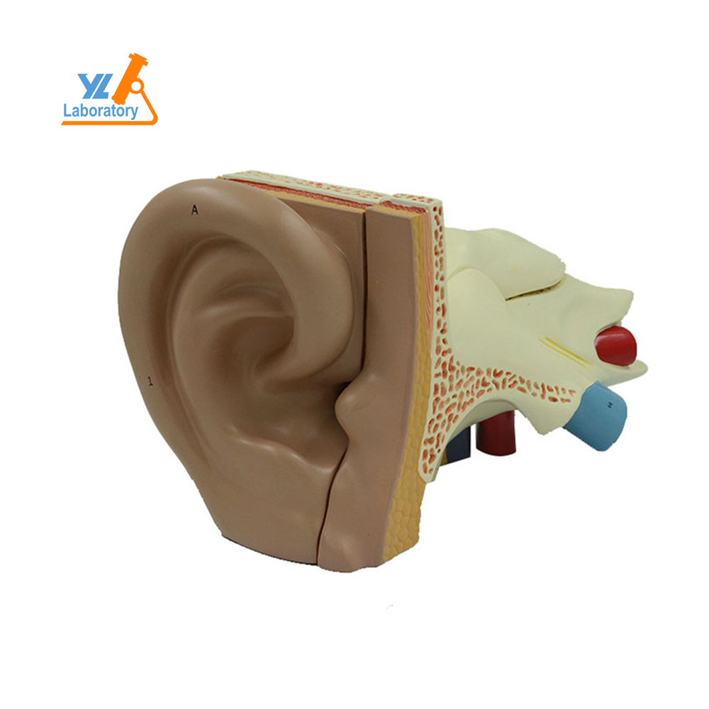 Anatomical model special for hospital equal scale size human ear anatomy model