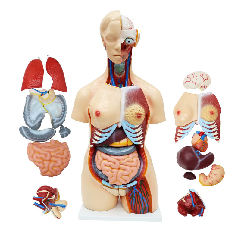 Anatomical Medical Torso Model 23 Parts, 85cm Life Size Model with Removable Organs for Class, Students, Teaching Supplies