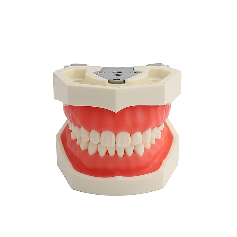 Teeth Model with 28 Detachable Teeth for Dental Hygiene Students