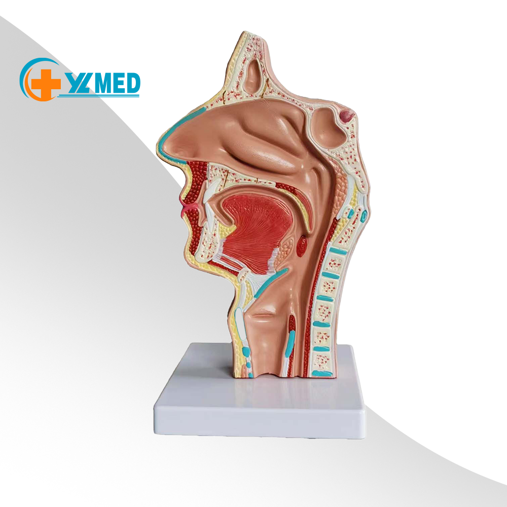 Medical Science Human nose and throat anatomy medical model human anatomy throat model medical mannequins