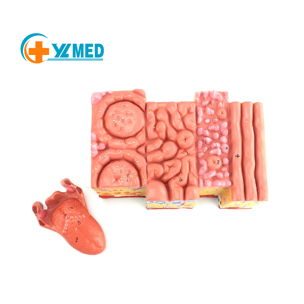 Biological model teaching aids Human tongue anatomy model for medical science