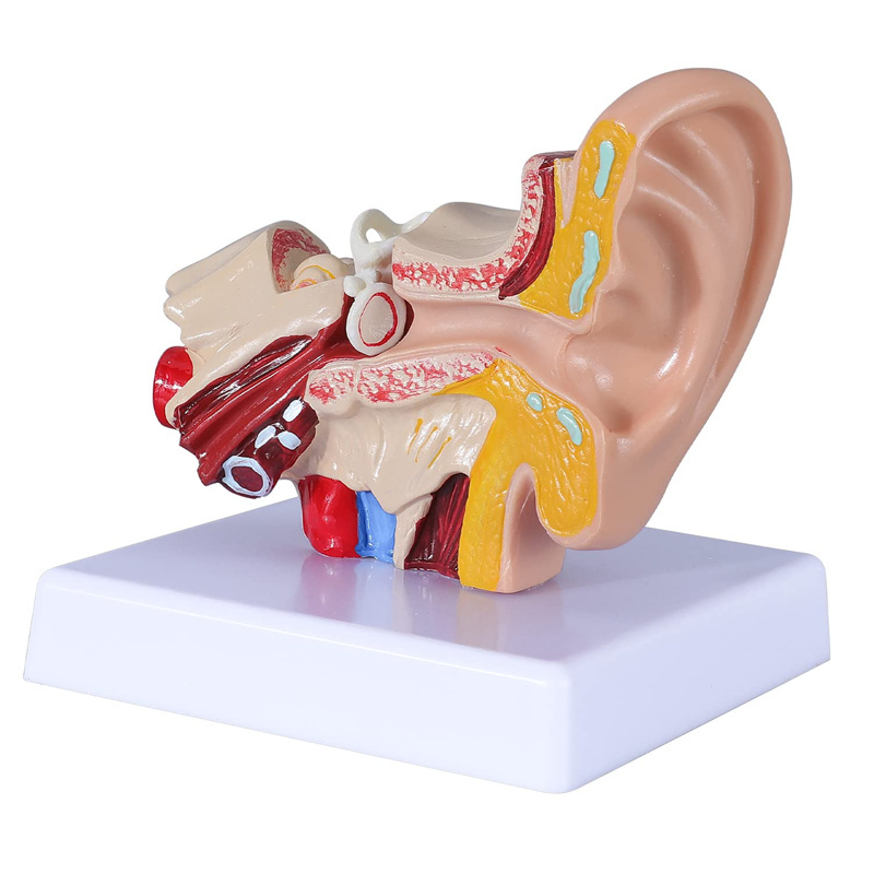 Medical teaching 1.5 times adult ear anatomy model