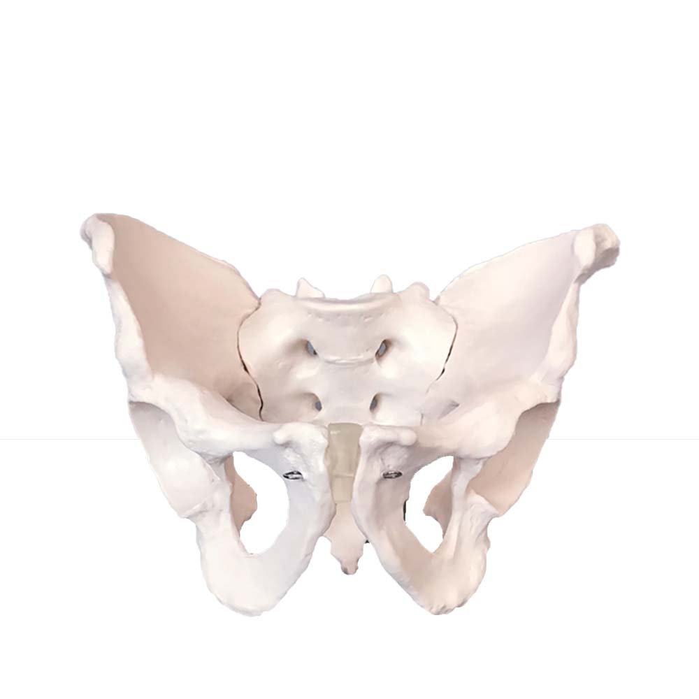 Life-size anatomical model of a female pelvis