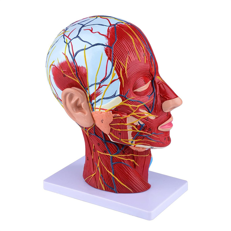 Human Half Head & Neck Anatomy Model Superficial Neurovascular Model 
