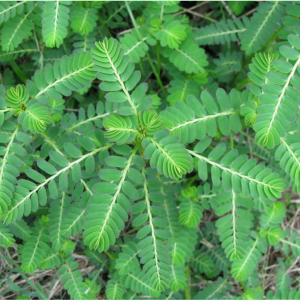 Phyllanthus niruri - The Full Wiki