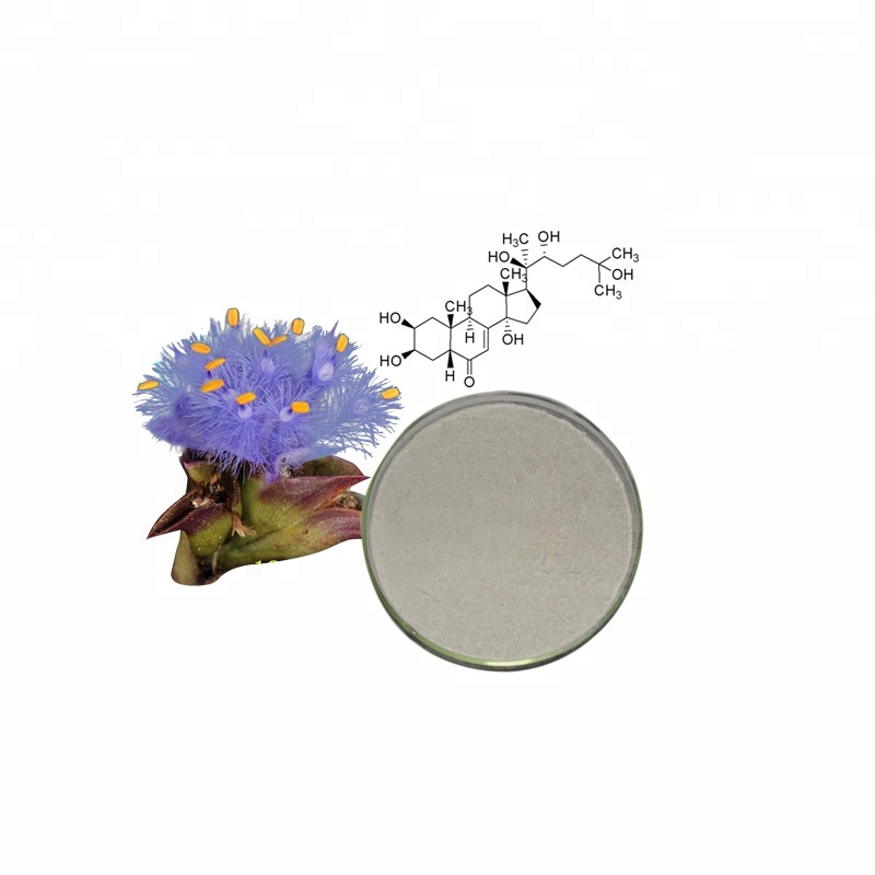 Cyanotis Arachnoidea Extract: A Source of Ecdysterone for ISO-Certified Production of Beta Ecdysterone Powder