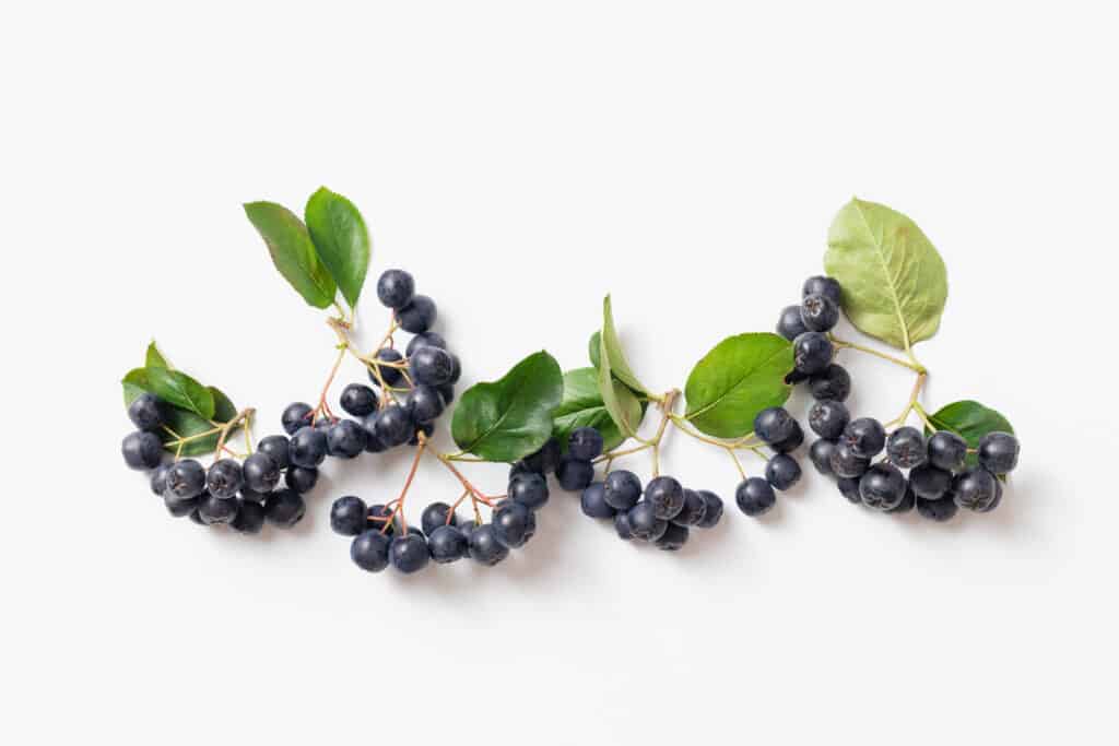 Purple Aronia Extract Powder / Chokeberry from non-GMO Aronia Berries